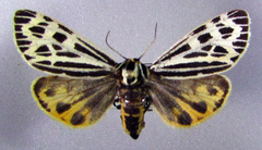 Apantesis quenseli