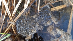 Rana latastei