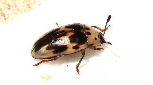 Ischyrus scriptus · iNaturalist