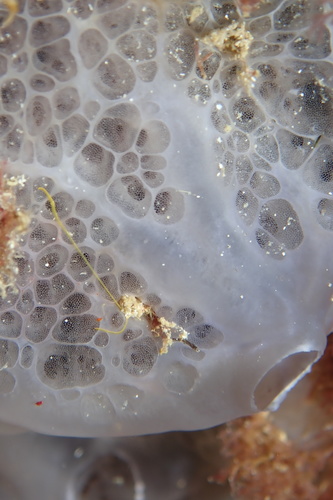Bluish Encrusting Sponge, photo 6 of 10