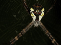 Argiope perforata
