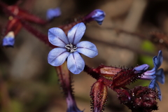 Plumbago caerulea