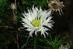 Plectocephalus chilensis