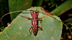 Ambonus distinctus