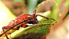 Ambonus distinctus