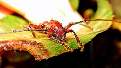 Ambonus distinctus
