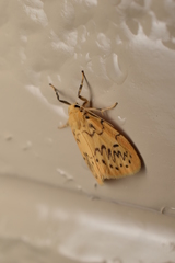 Miltochrista calamina