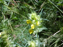 Rhinanthus subulatus