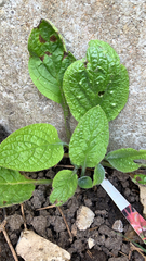 Pentaglottis sempervirens