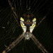 斷紋金蛛 - Photo 由 portioid 所上傳的 (c) portioid，保留部份權利CC BY-SA