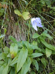 Campanula collina