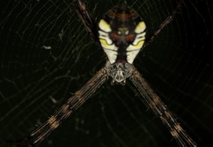 Argiope perforata