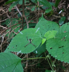 Argiope perforata