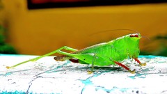 Cephalophlugis cephalotes