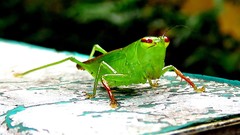 Cephalophlugis cephalotes