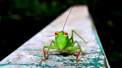 Cephalophlugis cephalotes