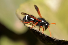 Hypodynerus vespiformis