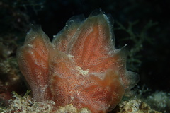 Aplidium tabarquensis