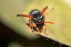 Hypodynerus vespiformis