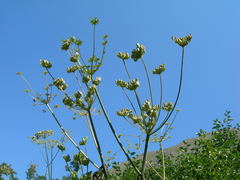 Xanthogalum purpurascens