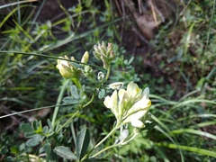Medicago glomerata