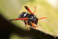 Hypodynerus vespiformis