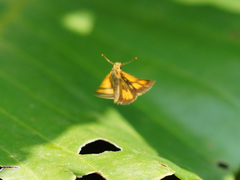 Ampittia dioscorides