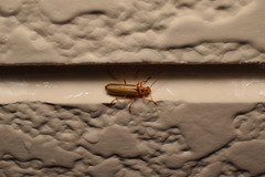 Lycocerus vitellinus