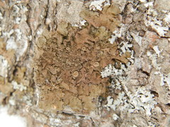 Melanohalea olivacea