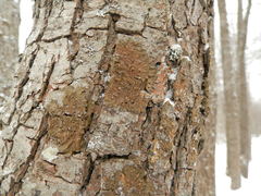 Melanohalea olivacea