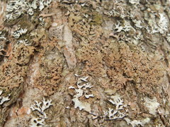 Melanohalea olivacea