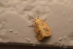 Miltochrista calamina