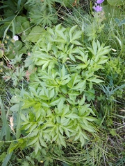 Agasyllis latifolia