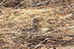 Phylloscopus collybita