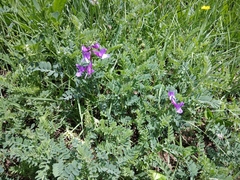 Vicia sosnowskyi