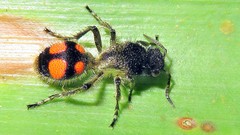 Traumatomutilla inermis