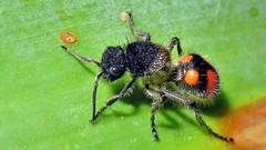 Traumatomutilla inermis