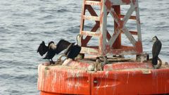 Phalacrocorax carbo lucidus