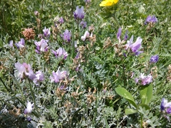 Astragalus incertus