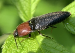 Ampedus rubricollis