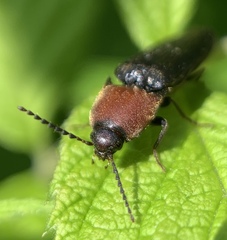 Ampedus rubricollis