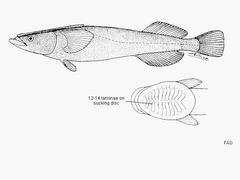 White Suckerfish photo 2