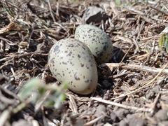 Vanellus chilensis