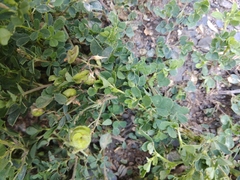 Medicago glomerata