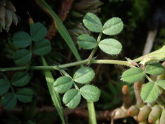 Vicia lathyroides