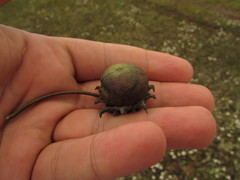 Lycianthes peduncularis