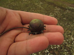 Lycianthes peduncularis