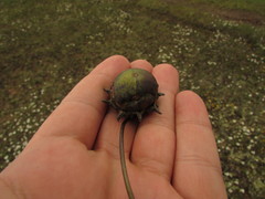 Lycianthes peduncularis