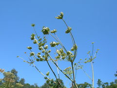 Xanthogalum purpurascens