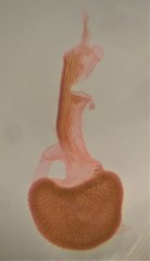 Eupithecia columbiata